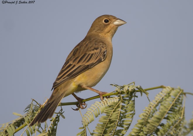 Red-headed Bunting - ML379059191
