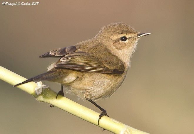 Common Chiffchaff (Siberian) - ML379059301