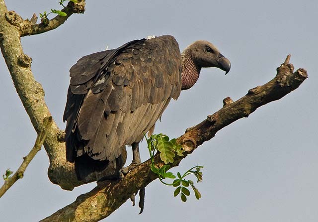 White-rumped Vulture - ML379059711