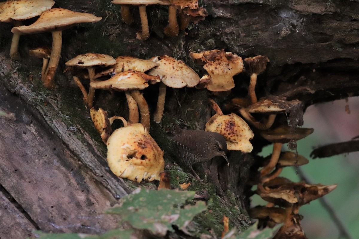 Troglodyte des forêts - ML379060051