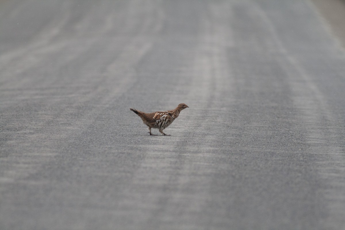 Ruffed Grouse - ML379060781