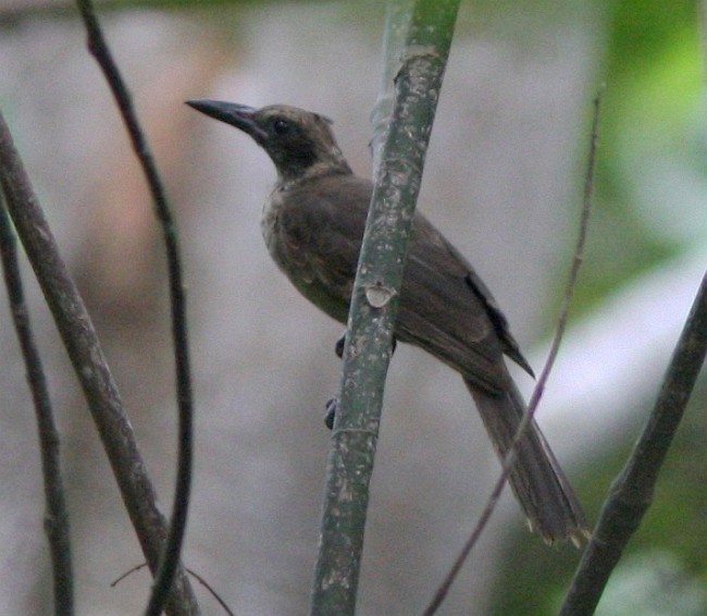 Buru Sarıasması - ML379061271