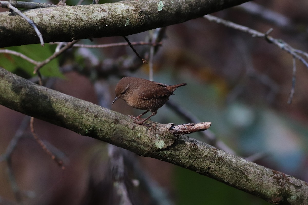 Winter Wren - ML379061801