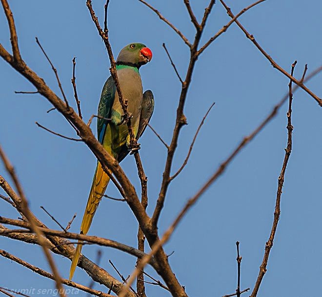 Malabar Parakeet - ML379062371