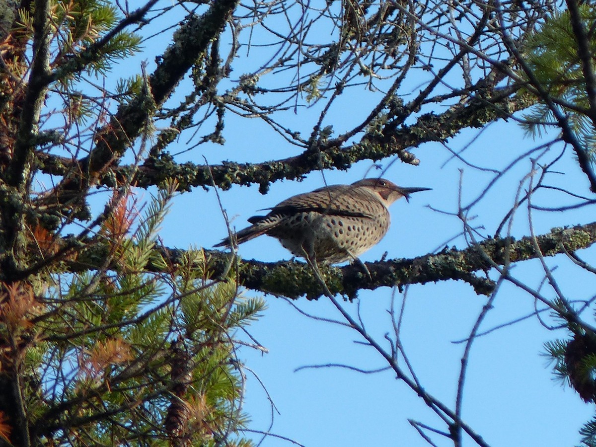 Northern Flicker (Yellow-shafted x Red-shafted) - ML37906281