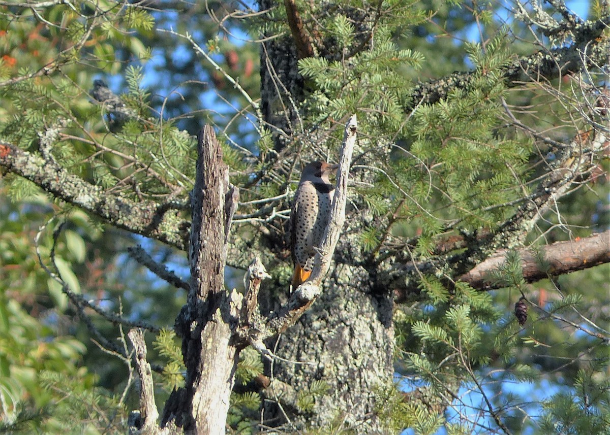 Northern Flicker (Yellow-shafted x Red-shafted) - ML37906291