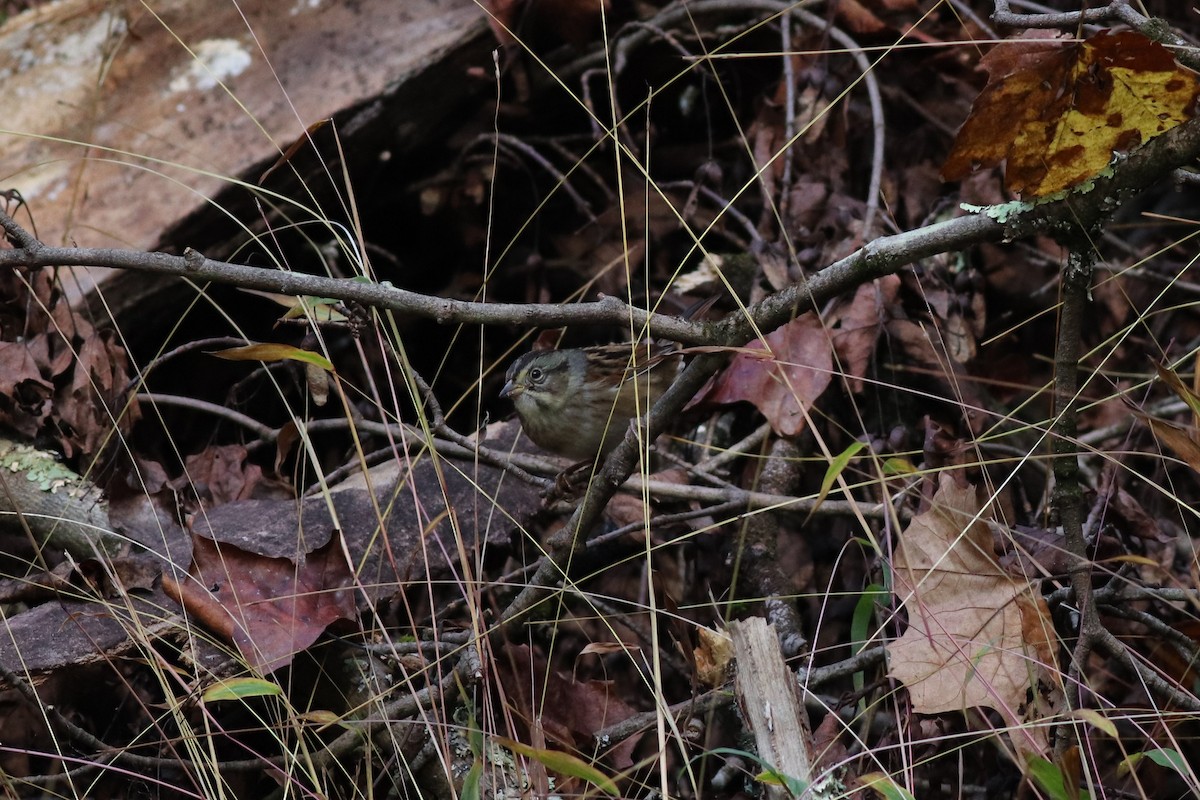 Swamp Sparrow - Eric M. Hall