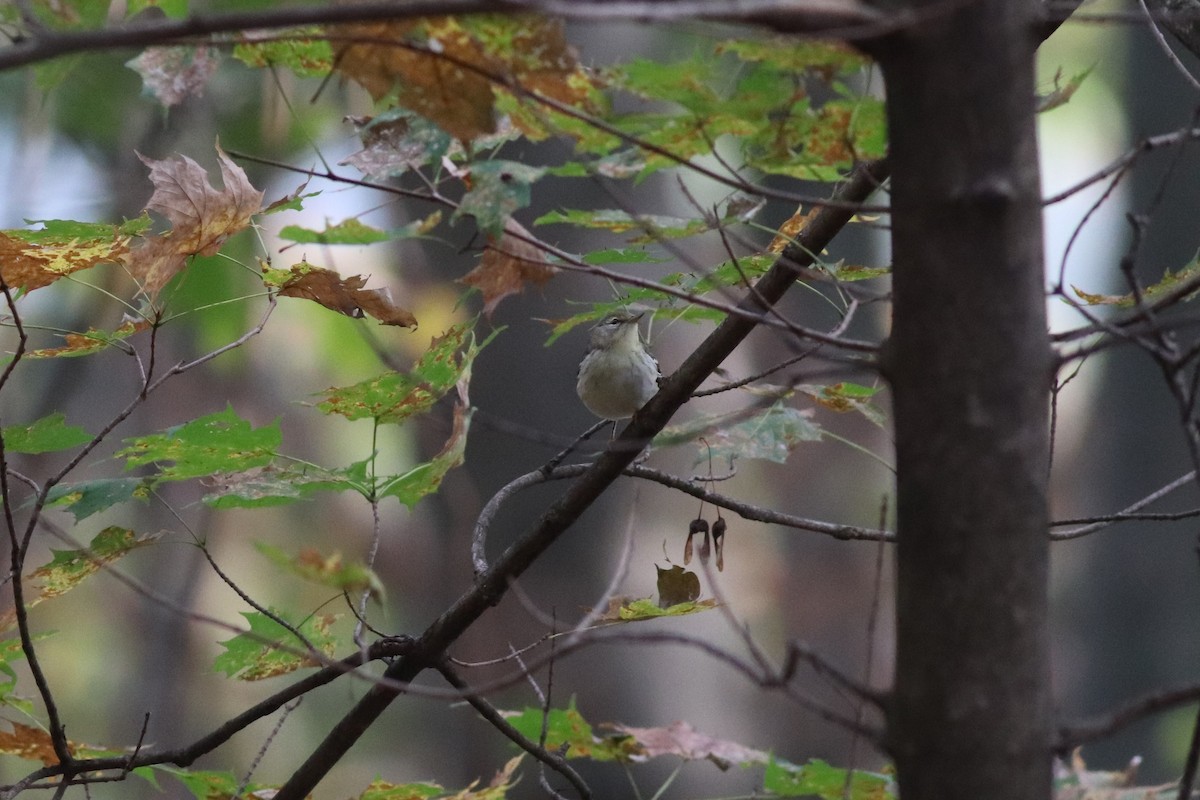 Blackpoll Warbler - ML379063611