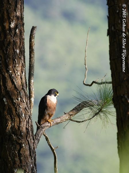 Peregrine Falcon (Shaheen) - ML379064041