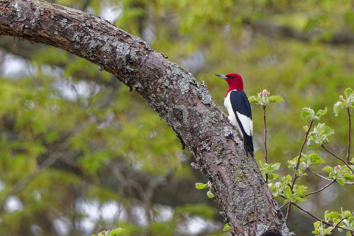 Red-headed Woodpecker - Zane Shantz