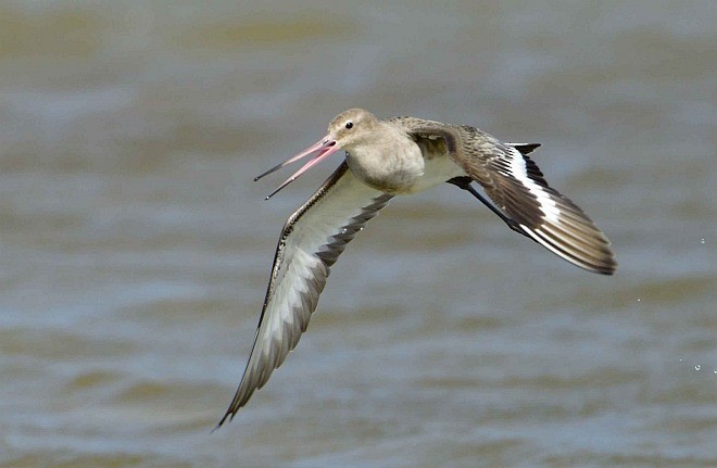 Black-tailed Godwit - ML379064301