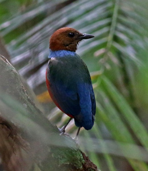 Mavi Yakalı Pitta [erythrogaster grubu] - ML379064551