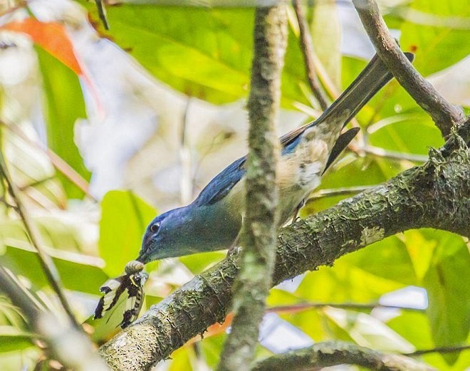 Pale Blue Flycatcher (Unicolored) - ML379064651