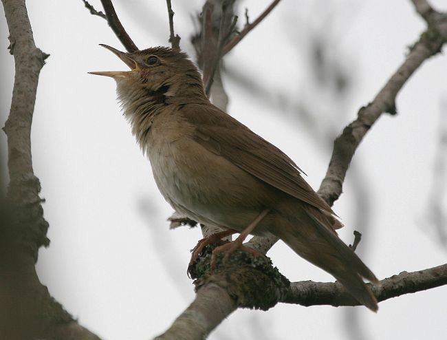 Savi's Warbler - ML379064791