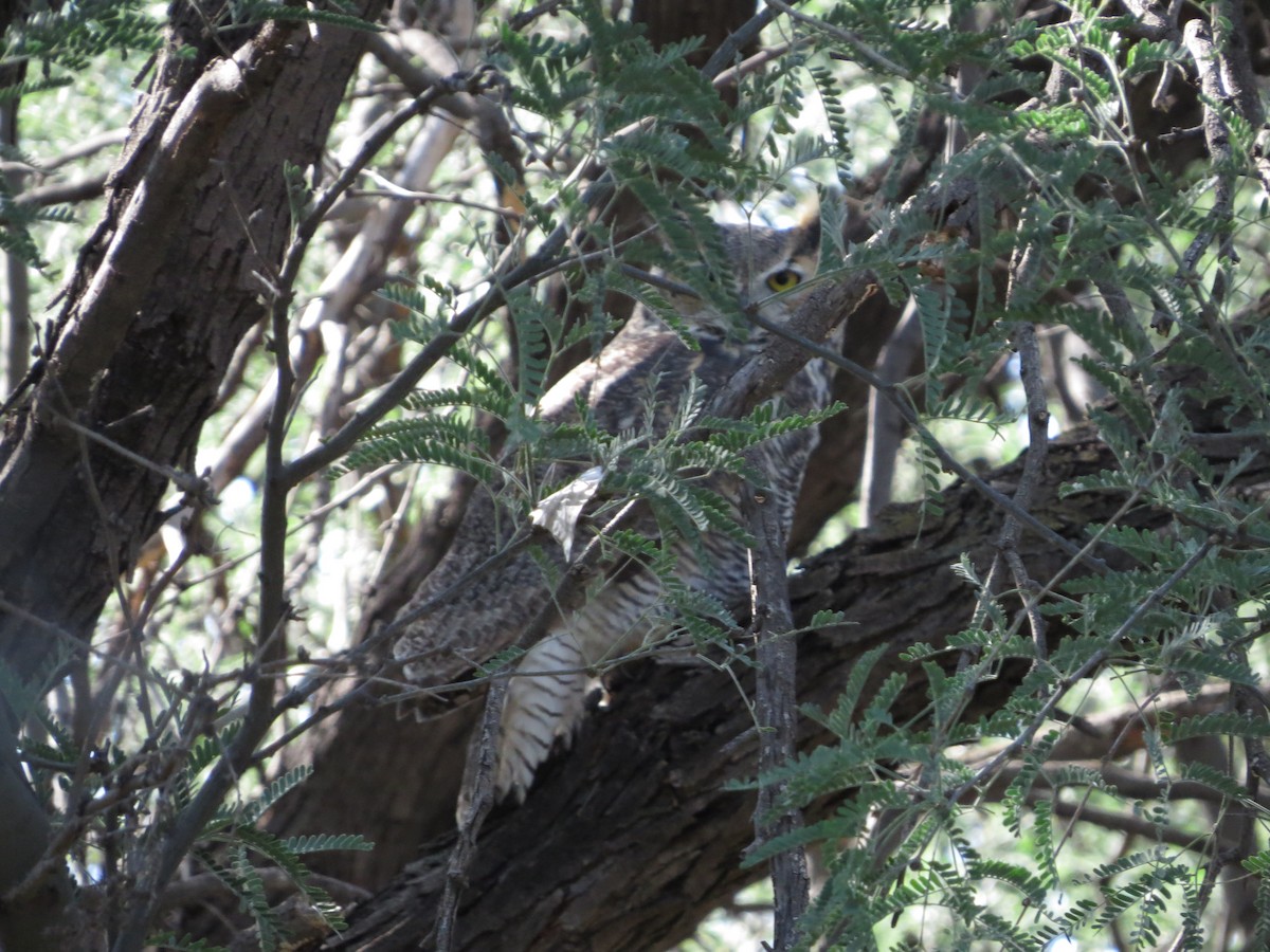 Great Horned Owl - ML379064971