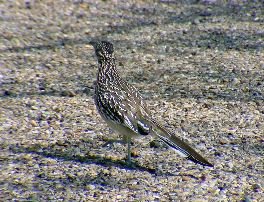 Greater Roadrunner - ML37906581