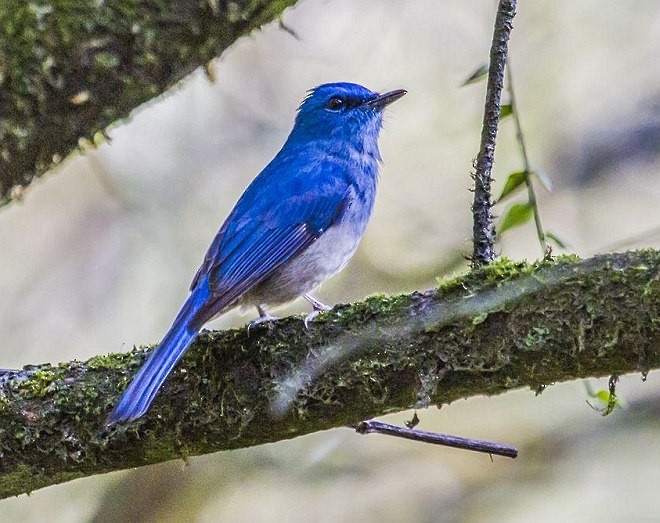 Pale Blue Flycatcher (Unicolored) - ML379066161