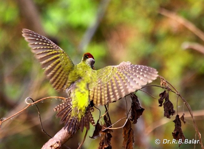 Streak-throated Woodpecker - Dr. Raghavji Balar