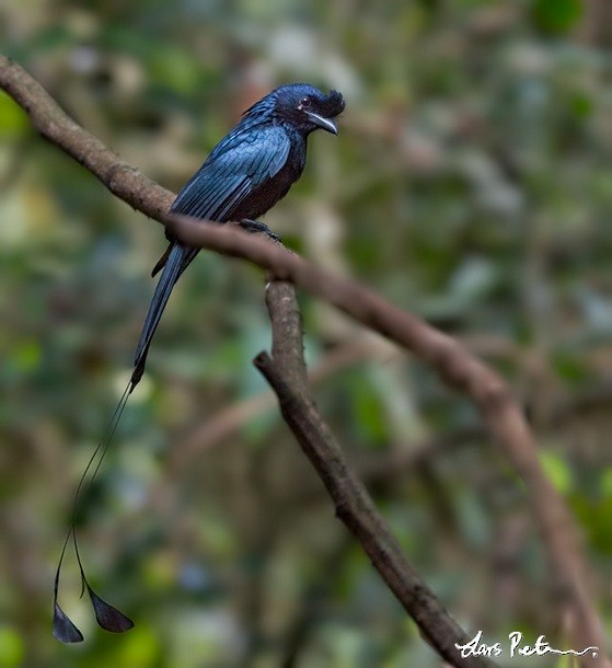 Greater Racket-tailed Drongo - ML379066661