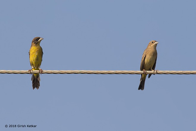 Black-headed Bunting - ML379066771