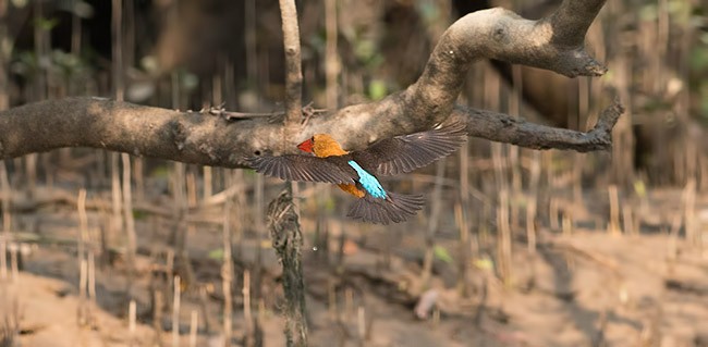 Brown-winged Kingfisher - ML379067571