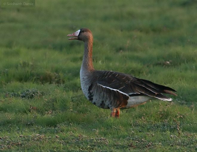 Greater White-fronted Goose - ML379068451