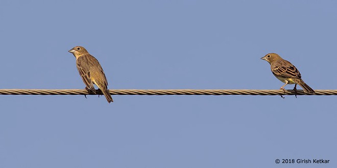 Black-headed Bunting - ML379069481