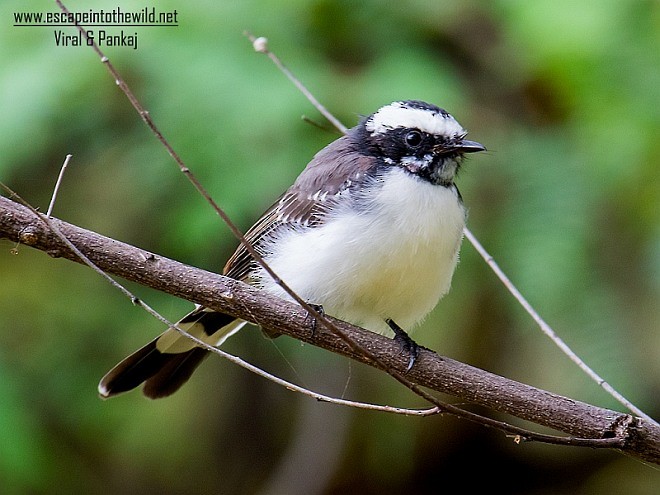 White-browed Fantail - ML379069831