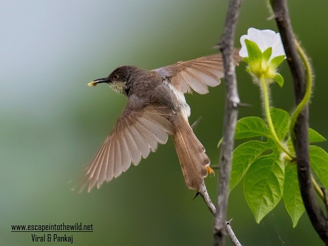 Gray-breasted Prinia - ML379069851