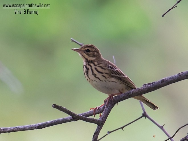 Tree Pipit - ML379069891