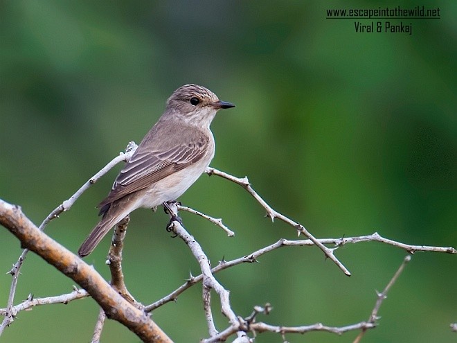 Spotted Flycatcher (Spotted) - ML379069901