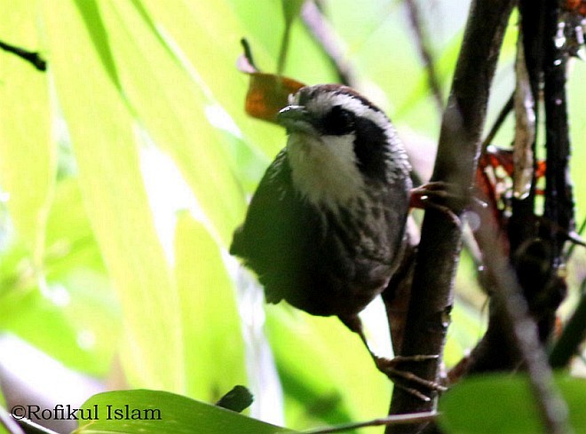 Snowy-throated Babbler - ML379070701