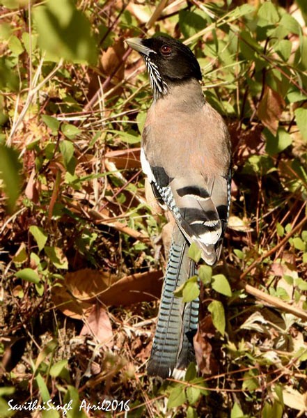 Black-headed Jay - ML379070871