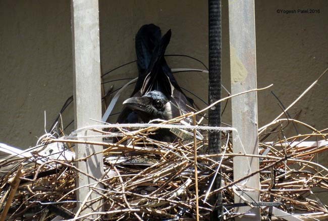 House Crow - ML379070881