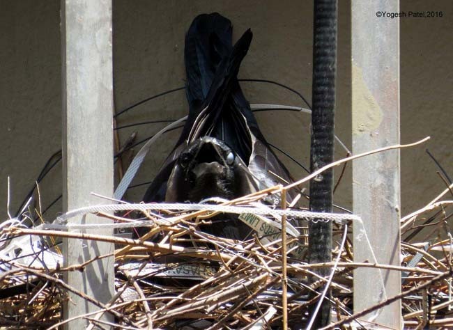 House Crow - ML379070921