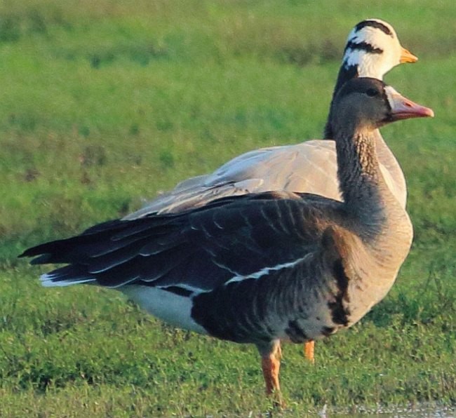 Greater White-fronted Goose - ML379070941