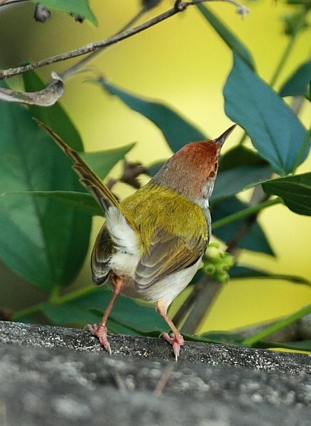 Common Tailorbird - ML379071361