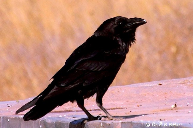 Common Raven - ML379072791