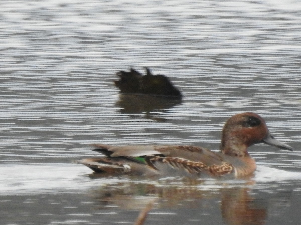 Green-winged Teal - ML379073001