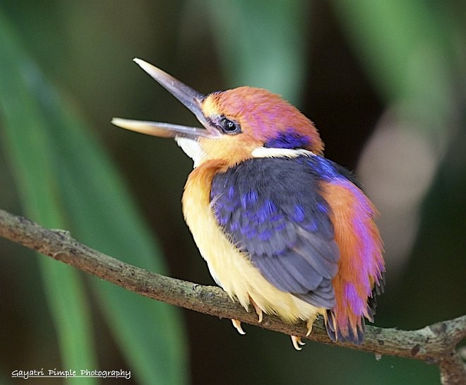 Black-backed Dwarf-Kingfisher - ML379073071