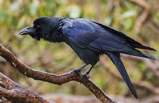 Large-billed Crow (Large-billed) - ML379073271