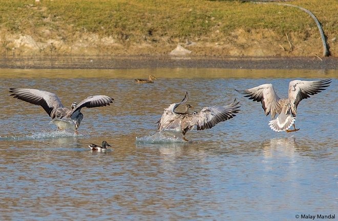 Streifengans - ML379073501