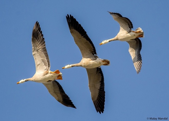 אווז הודי - ML379073521