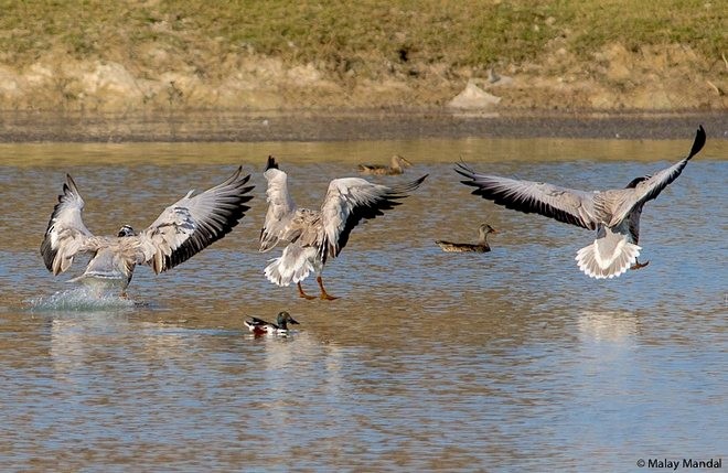 אווז הודי - ML379073531