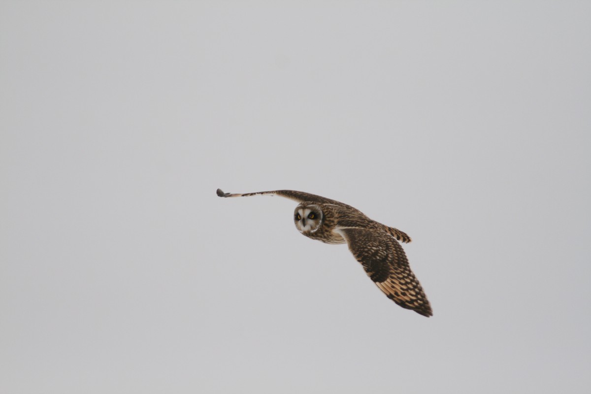 Short-eared Owl - ML379073631