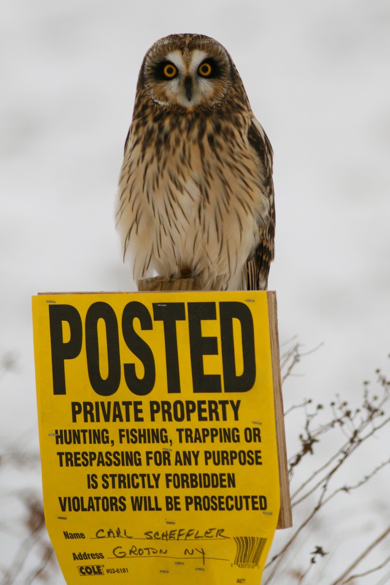 Short-eared Owl - ML379073641