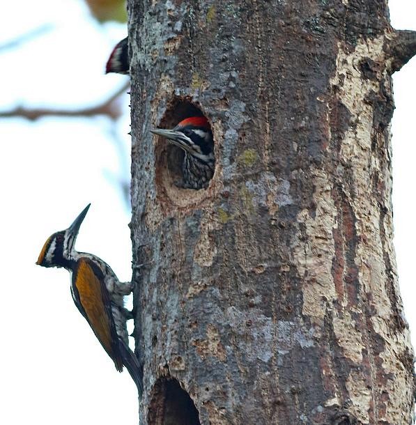 White-naped Woodpecker - ML379073871