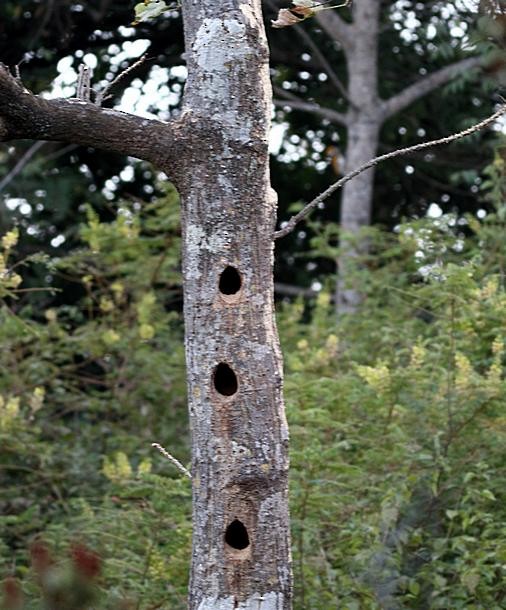 White-naped Woodpecker - ML379073881