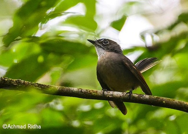 Brown-capped Fantail - ML379074281