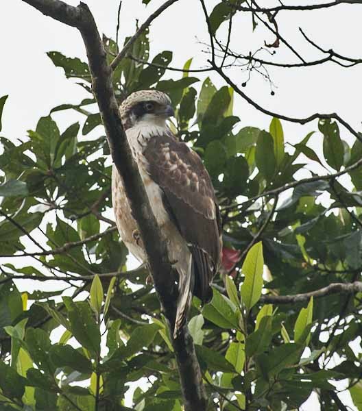 Sulawesi Serpent-Eagle - ML379074601